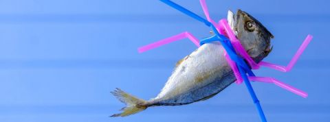 Pourquoi écologie et pandémie sont liées Un poisson étranglé par des pailles en plastique