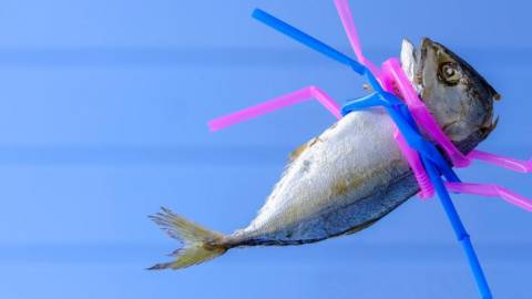 Un poisson étranglé par des pailles en plastique
