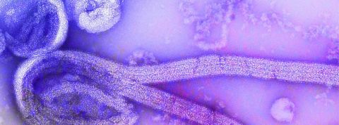 La Chine fait retirer de l'app store un jeu dont l'objectif est d'infecter me plus de monde possible un virus ebola