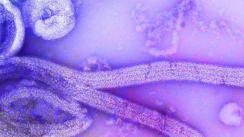 La Chine fait retirer de l'app store un jeu dont l'objectif est d'infecter me plus de monde possible un virus ebola