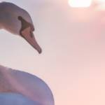 un cygne vu de profil