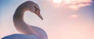 un cygne vu de profil