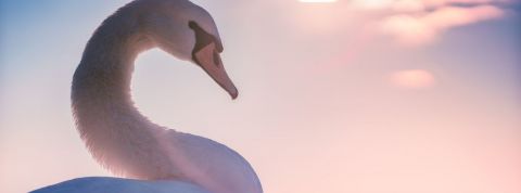 Trois articles pour transformer la crise du covid en opportunité un cygne vu de profil