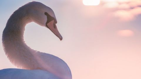 un cygne vu de profil
