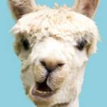 Un lama en gros plan sur fond bleu