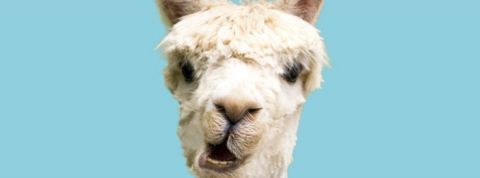 Inviter un Lama à une conférence Zoom Un lama en gros plan sur fond bleu