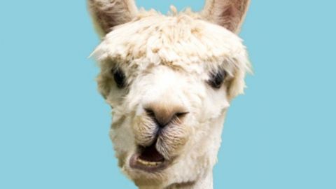 Un lama en gros plan sur fond bleu