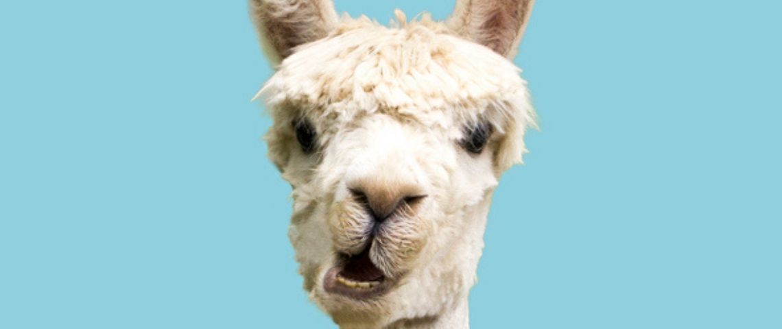 Inviter un Lama à une conférence Zoom Un lama en gros plan sur fond bleu