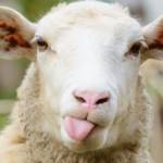 Un mouton qui tire la langue