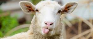 Un mouton qui tire la langue