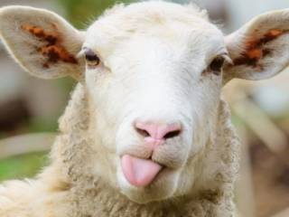 PETA profite de la crise pour devenir actionnaire de Kering et Burberry