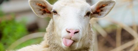 PETA devient actionnaire de Kering et Burberry Un mouton qui tire la langue