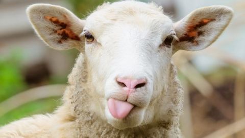 Un mouton qui tire la langue