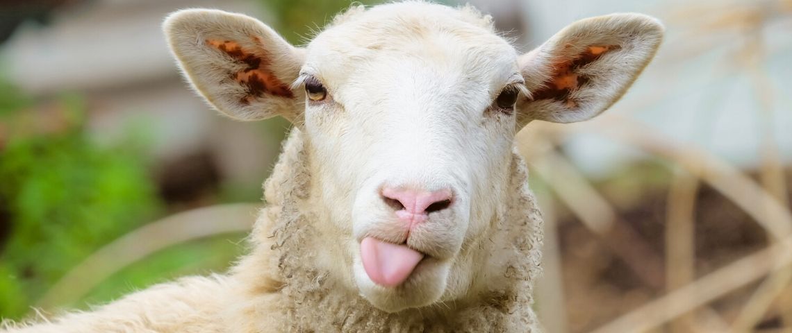 PETA devient actionnaire de Kering et Burberry Un mouton qui tire la langue