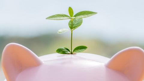 Une tirelire cochon avec une pousse d'arbre