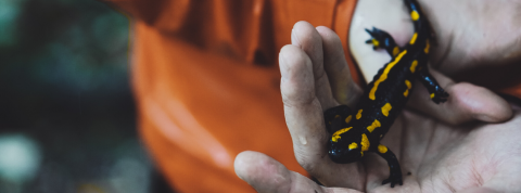 Andy Køgl salamandre salamandre dans la main d'un homme