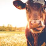 Une vache dans un pré