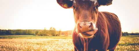 Comment Danone envisage-t-elle de devenir la première entreprise à mission du CAC40 ? Une vache dans un pré