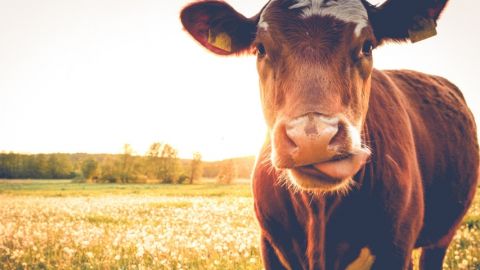 Une vache dans un pré