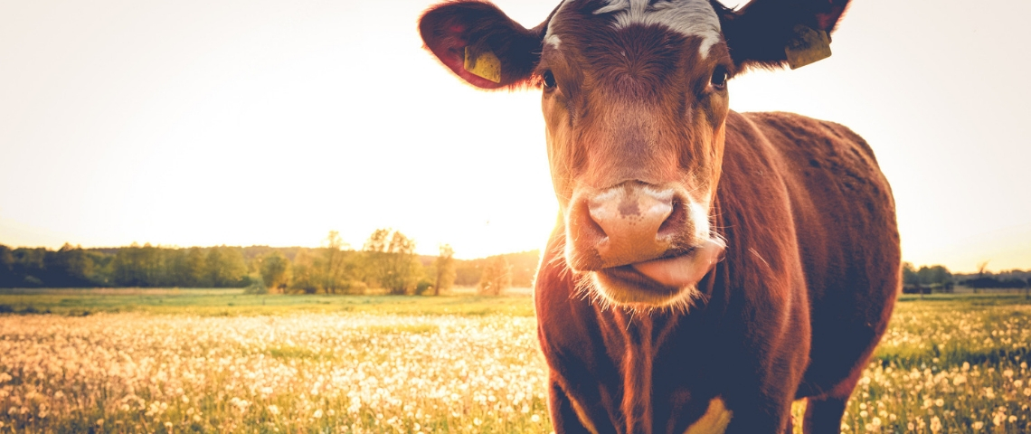 Comment Danone envisage-t-elle de devenir la première entreprise à mission du CAC40 ? Une vache dans un pré