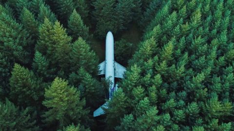 Un avion dans une forêt