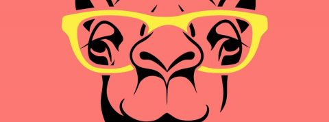 après les licornes les startups voudraient être des chameaux dessin d'un drôle de chameau porte des lunettes