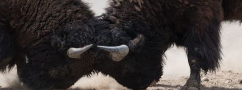 Interview de Charles Rojzman Deux bisons qui se battent