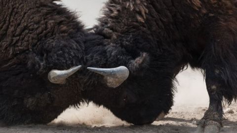 Deux bisons qui se battent