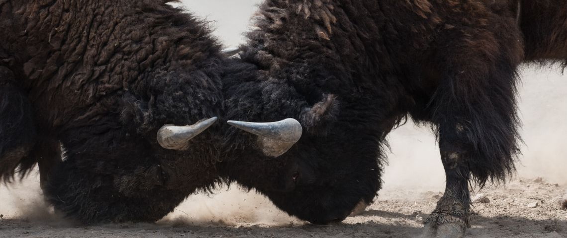 Interview de Charles Rojzman Deux bisons qui se battent