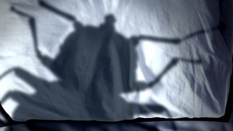 l'ombre d'un insecte sur un oreiller