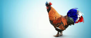 Un coq sur fond bleu avec une queue tricolore