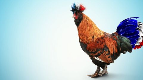 Un coq sur fond bleu avec une queue tricolore