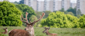 Des cerfs proches d'une ville