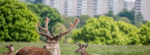 Une carte répertorie les bonnes nouvelles du confinement Des cerfs proches d'une ville