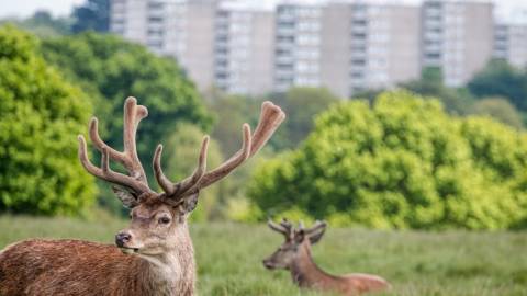 Des cerfs proches d'une ville