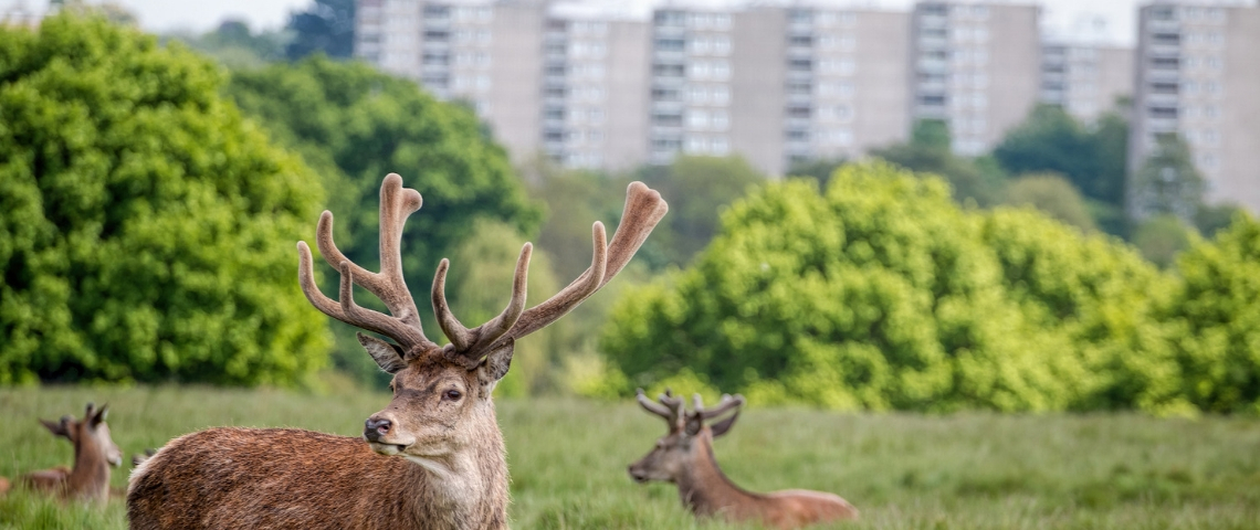 Une carte répertorie les bonnes nouvelles du confinement Des cerfs proches d'une ville