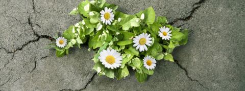 Pour une économie résiliente, il faut oublier la croissance des fleurs poussant à travers du goudron