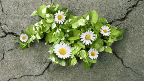 des fleurs poussant à travers du goudron
