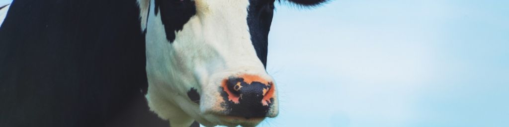 Une vache sur un fond bleu