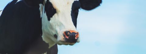 Emmanuel Faber s'exprime sur l'après-crise Une vache sur un fond bleu