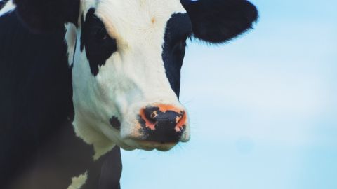 Une vache sur un fond bleu