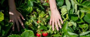 Deux mains cueillent des fraises dans la nature