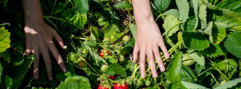 5 rendez-vous pour se déconfiner en douceur Deux mains cueillent des fraises dans la nature