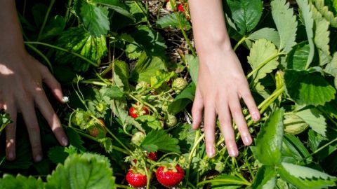 Deux mains cueillent des fraises dans la nature