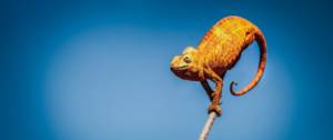 Caméléon sur une branche