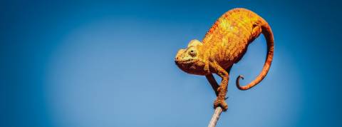 Ces start-up qui ont changé de métier pendant la crise Caméléon sur une branche