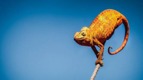 Caméléon sur une branche