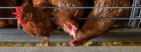 Les patrons français de la tech s'engagent pour la cause animale Poulets en cage