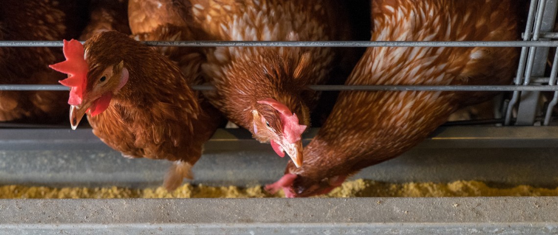 Les patrons français de la tech s'engagent pour la cause animale Poulets en cage