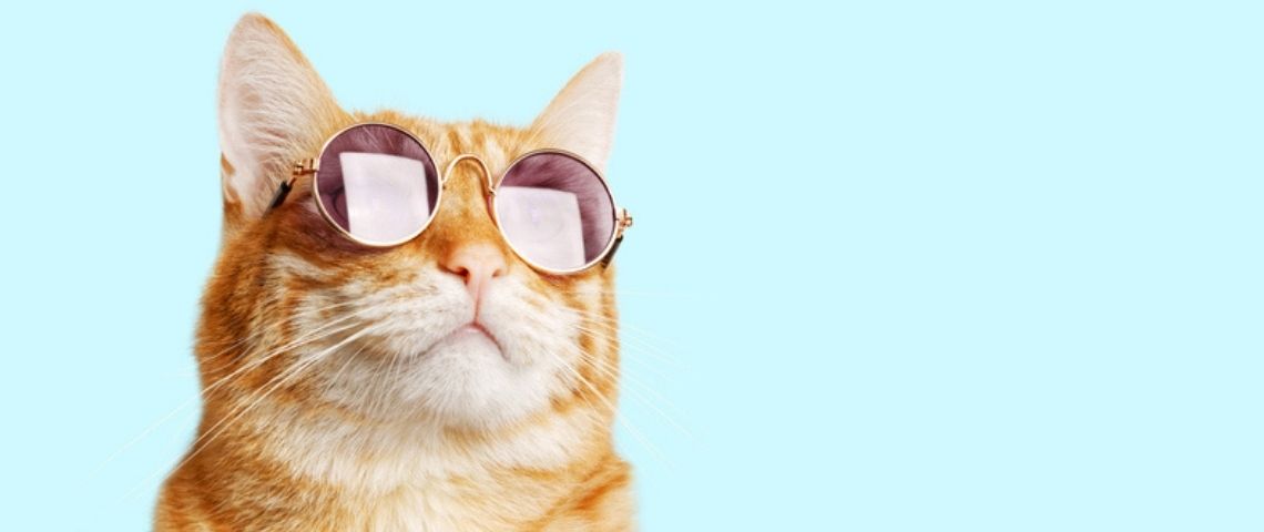 Les contenus care, mines d’or pour les marques Un chat avec des lunettes